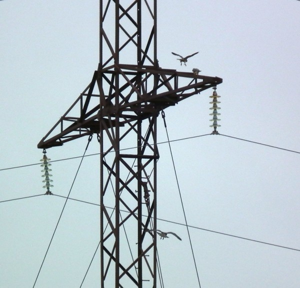 ДЗ2015Сокол 003кадр95.jpg