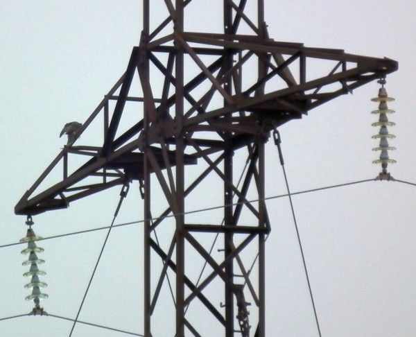 ДЗ2015Сокол 011кадр95.jpg