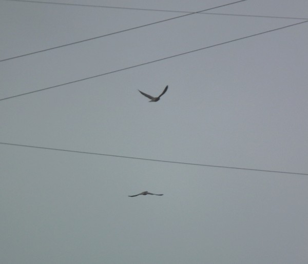 ДЗ2015Сокол 002кадр95.jpg