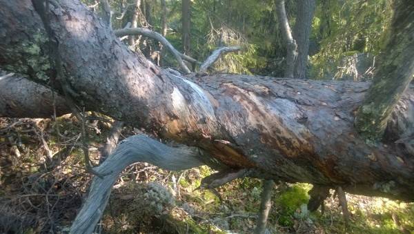 WP_20150816_007.jpg
