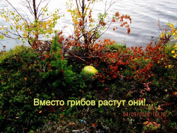Протоки 31км (3).JPG