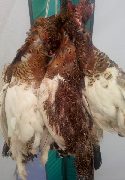 IMG_20150913_002744.jpg (189.34 КБ) Просмотров: 11881 IMG_20150913_002744.jpg