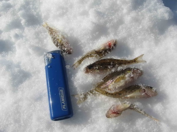 Изображение 008_новый размер.jpg