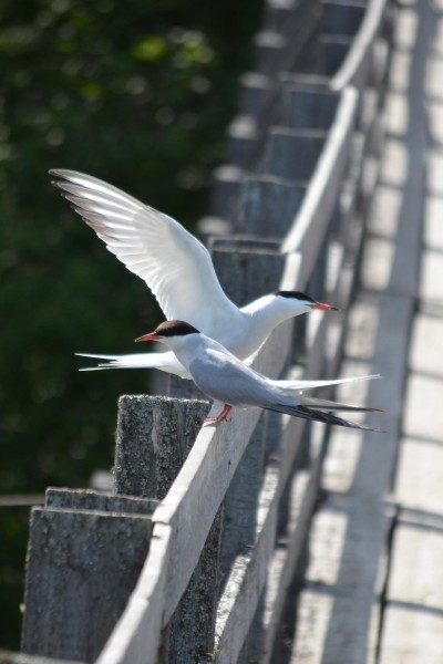 DSC_4059_cr2.JPG
