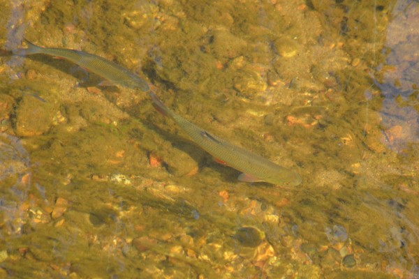 DSC_4081_cr1.JPG