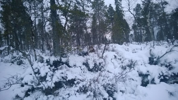 WP_20151115_008.jpg