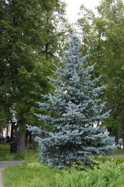 DSC_0497_новый размер.jpg