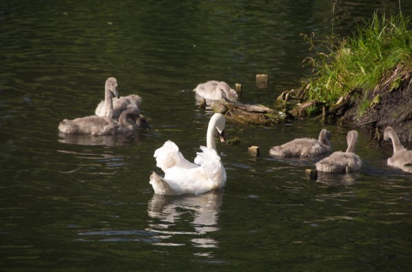 DSC_0731_новый размер.jpg