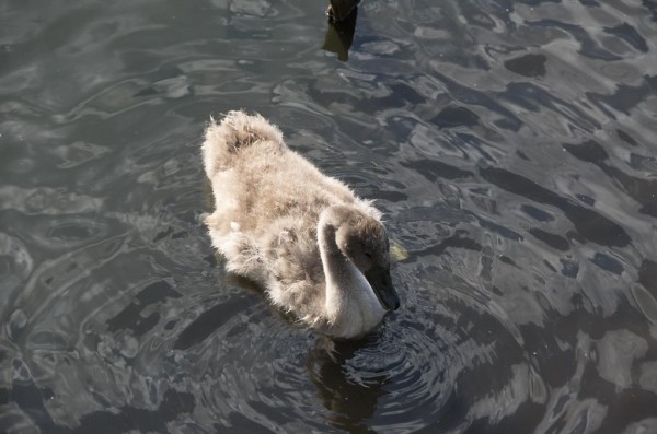 DSC_0735_новый размер.jpg