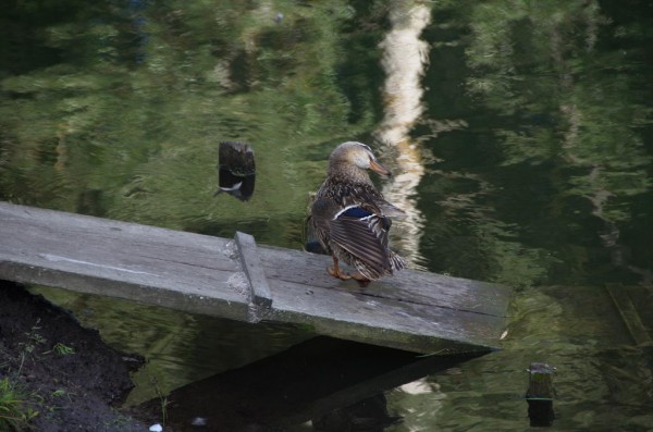 DSC_0740_новый размер.jpg