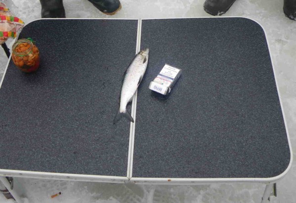 Сиг чемпион.jpg