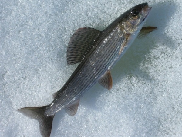 харьки (2).jpg