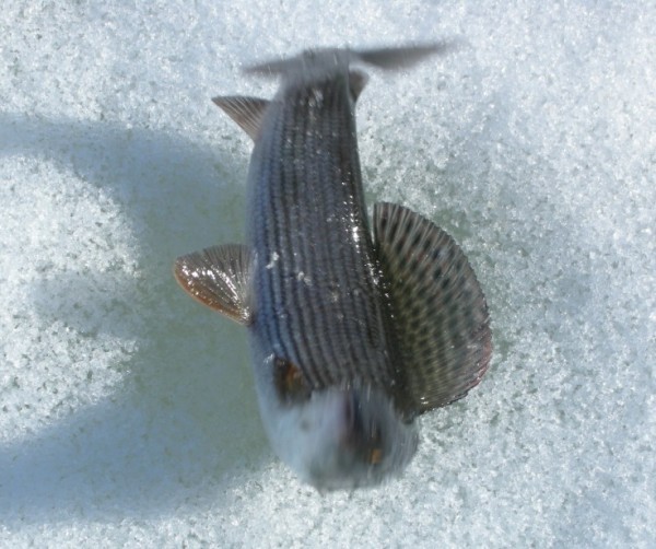 харьки (3).jpg