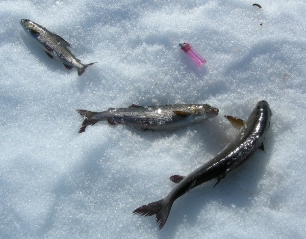 харьки (4).jpg