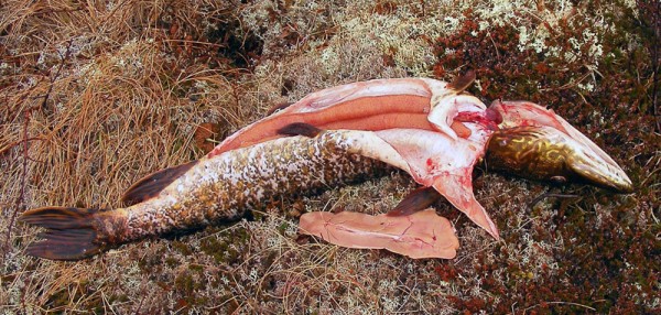 Гусики 09 206кадр.jpg