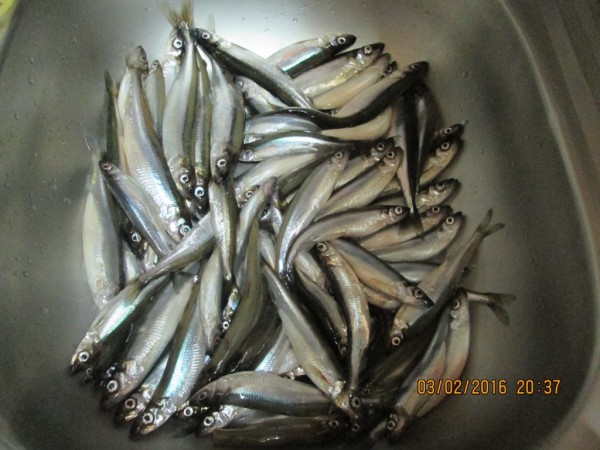 2 выезд на Барсике Чаячьи (6).JPG