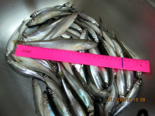 3 яб на Барсе (5).JPG