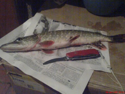 DSC08781 сжат.jpg