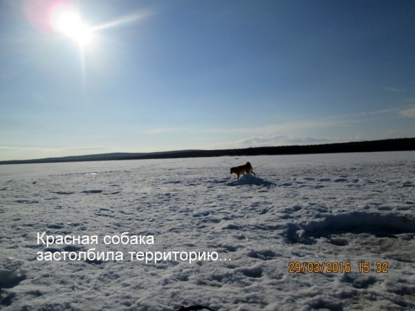 ЯБ без Барсика (12).JPG