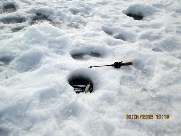 ЯБ3-весна (3).JPG