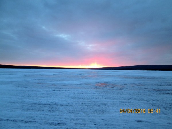 Печгуба сиги (1).JPG