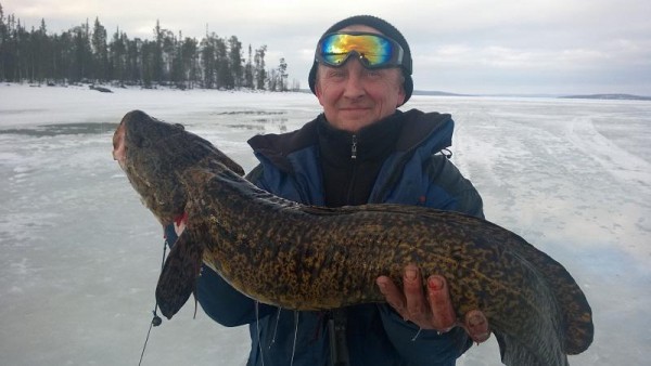 Налим гигант.jpg