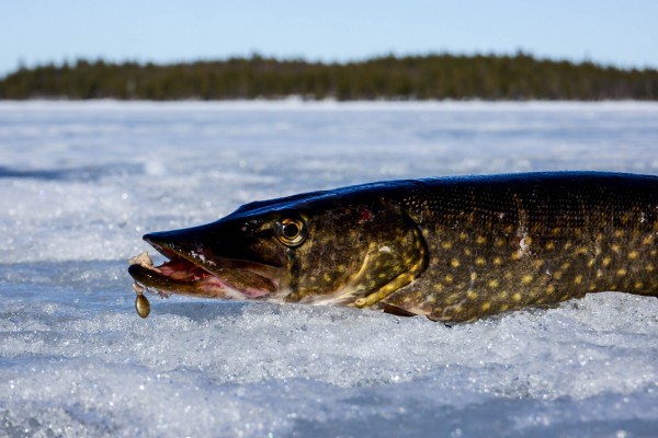 щука мормышка.jpg