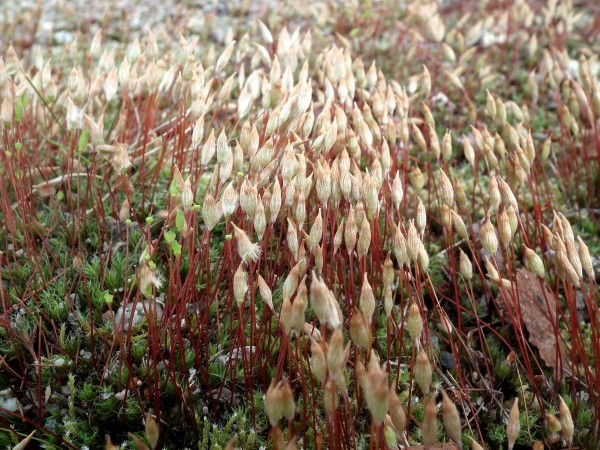 DSCF5726мини80.jpg