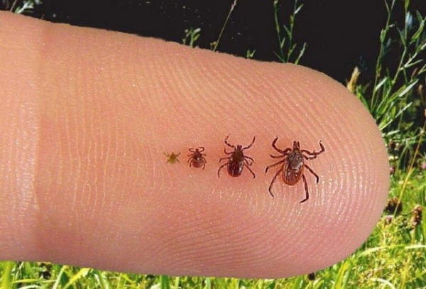 ticks02-640x434.jpg