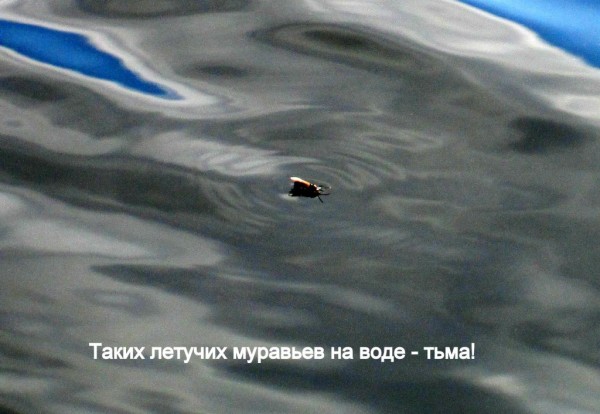 Колозеро2 (6).JPG