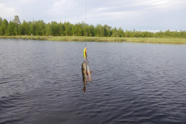 Дуплет Окуни.jpg