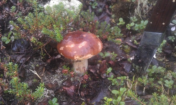 IMAG0946.jpg