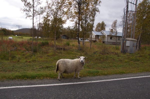 DSC_0959.JPG