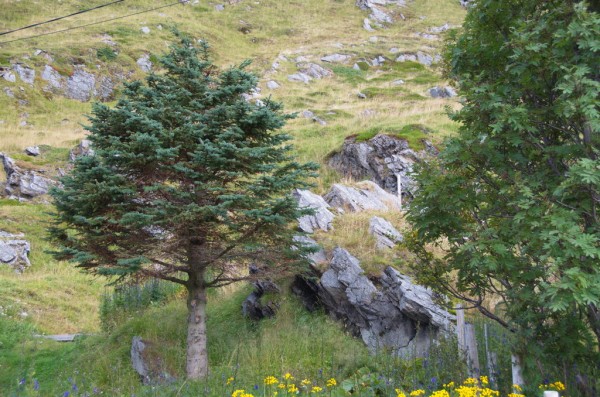 DSC_0155.JPG