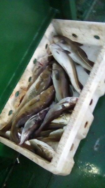 WKUIoUNpuaA.jpg (128.39 КБ) Просмотров: 6333 WKUIoUNpuaA.jpg