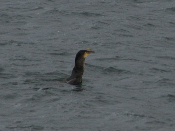 DSC_0703.jpg