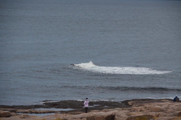 DSC_0605.JPG