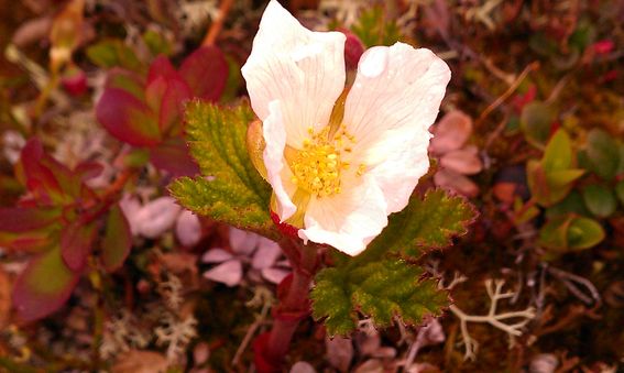 IMAG0203.jpg
