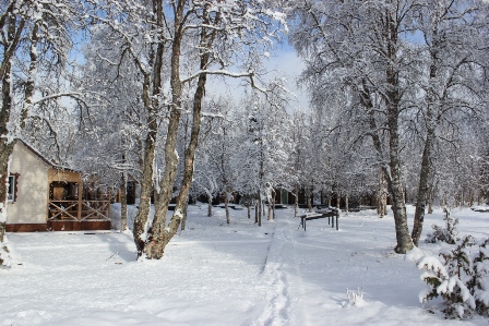 Snow wood at Kitza.jpg