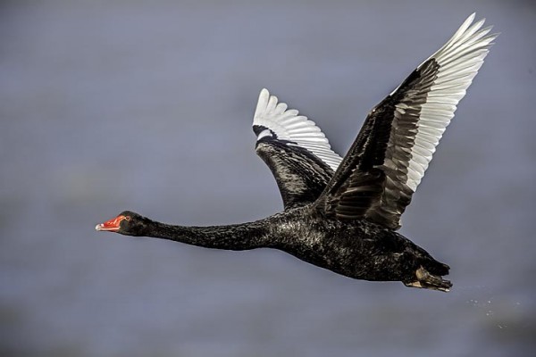 Black Swan In Flight.jpg