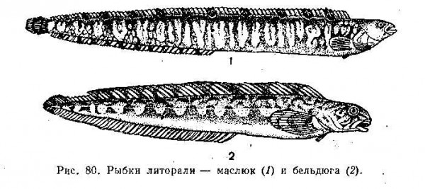 1.маслюк;          2. бельдюга..jpg