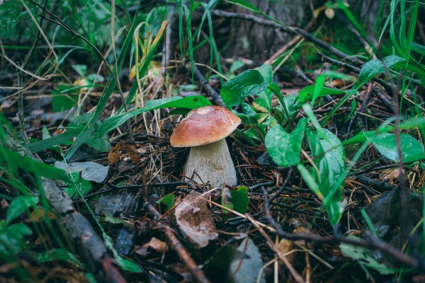 грибы 2 (1 из 1).jpg