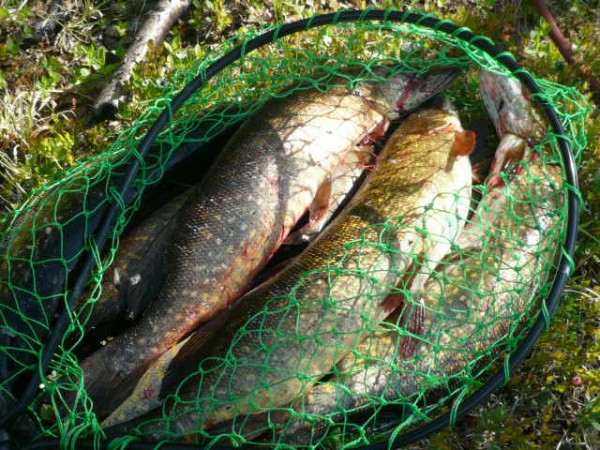 P1060832.JPG (88.23 КБ) Просмотров: 1510 P1060832.JPG