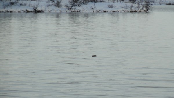 DSC07290 (Копировать).JPG