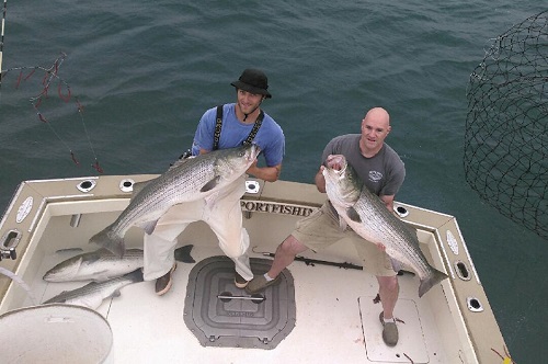 Алабамский Зонтик 503х332.jpg