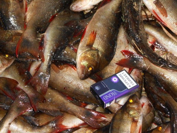 DSCN0486 (Копировать).JPG