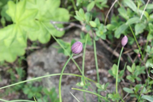 Лесной лук.jpg