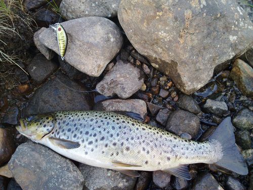 Хумбук и кумжа.jpg