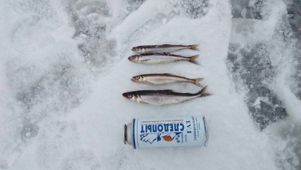 Колозеро корь.jpg