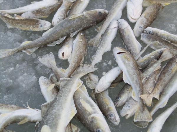 7) Навага. Белое море..jpg